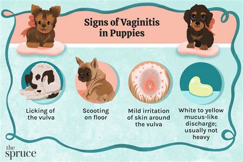 milky discharge from dog|Vaginal Discharge in Dogs